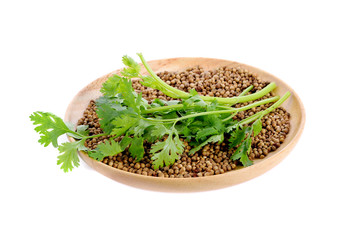 Coriander and coriander seed in wooden plate on white background