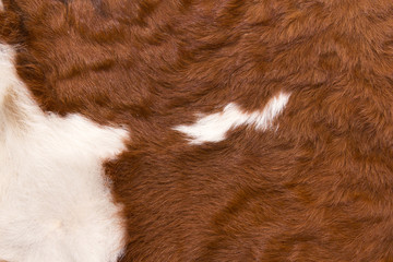 side of cow with white pattern on reddish brown hide