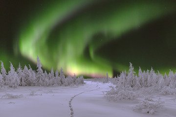 Winter night landscape with forest and polar northern lights