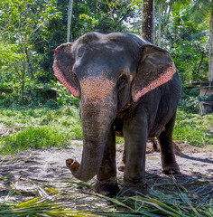 Fototapeta na wymiar Adult domesticated Indian elephant with spotty ears standing slightly lifting trunk on the road with fallen palm leaves