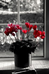 Red Flowers on the windowsill
