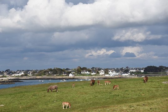 Nature tranquille en bord de mer &agrave; Portsall