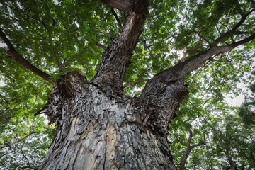 Bark wood, life of nature background