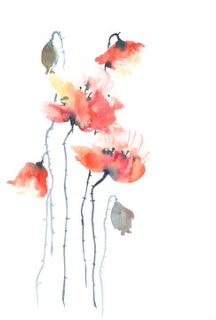 Poppy flowers on white, watercolor illustrator