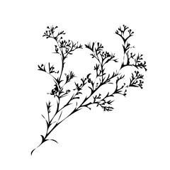 Fototapeta premium Branch of beautiful hand-drawn silhouette gypsophila