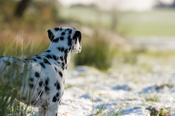Dalmatiner Portrait im Winter