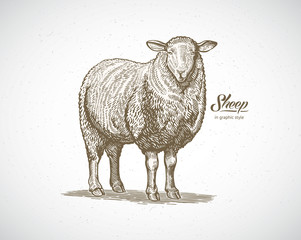 Sheep in graphic style. Illustration drawn by hand on paper and converted to vector.