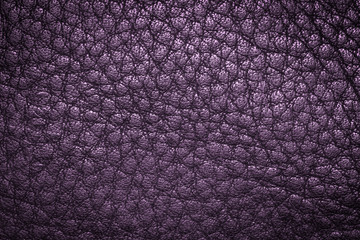 Purple leather texture or leather background from natural leather sheet for design with copy space for text or image. Closeup detail on leather texture background. Dark edged.