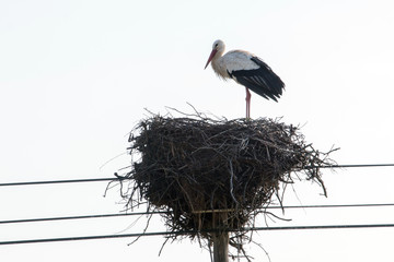 white stork bird