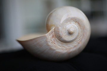seashell