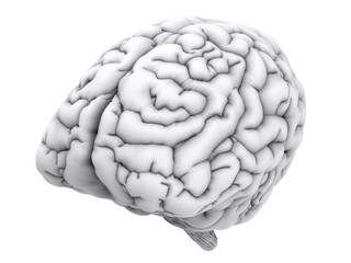 white human brain