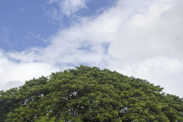 Trees and blue sky, clouds