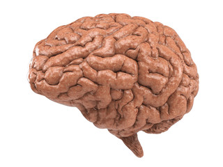 human brain