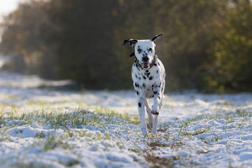 Dalmatiner rennt im Schnee