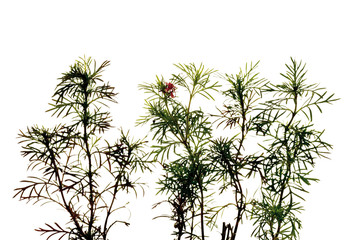 Fototapeta na wymiar Irische Spitze Ringelblume ( Tagetes filifolia ),close-up