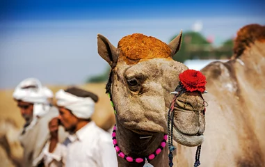 Door stickers Camel Decorated camel at the Pushkar fair. Rajasthan, India