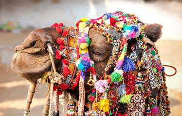 Decorated camel at the Pushkar fair. Rajasthan, India