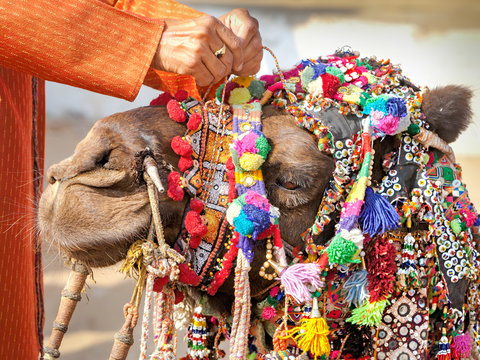 Decorated camel at the Pushkar fair. Rajasthan, India