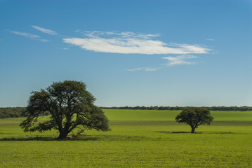 Pampas landscape, La Pampa, Argentina