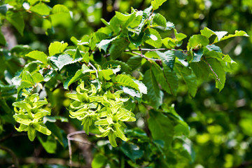 Hainbuche (Carpinus betulus), Fruchtstand, Blätter, Rotorblätt