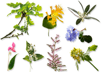 Bachblüten, Homöopathie, Blüten, Eiche (Quercus), Geißblatt