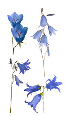 four blue bellflowers set on white
