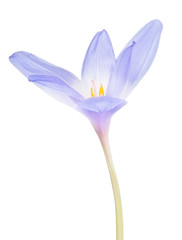 blue crocus flower on white