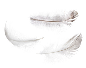 set of light grey isolated feathers