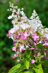 Rispenhortensie, Sommerhortensie