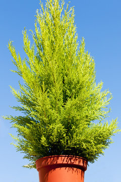 Zitonenzypresse, Cupressus macrocarpa, Kübelpflanze