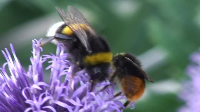 Hummeln krabbeln auf einer Kugeldistel