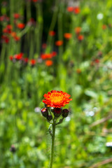 Orangerotes Habichtskraut (Hieracium aurantiacum), Bl&uuml;ten, Gart
