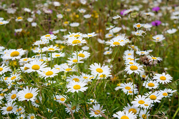 Fototapeta premium Margeriten (Leucanthemum vulgare), Wiese, Blumenwiese, Blüten