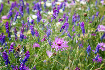 Wiesen-Flockenblume (Centaurea jacea), Vogel-Wicke (Vicia cracca