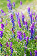 Vogel-Wicke (Vicia cracca), lila, violett, Wiese, Blumenwiese, B