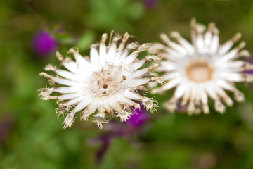 Silberdistel (Carlina acaulis), Samenstand, Wiese, Blumenwiese