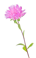 pink aster flower isolated on white