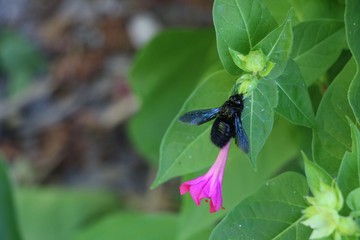Big black bee eating from a pink flower