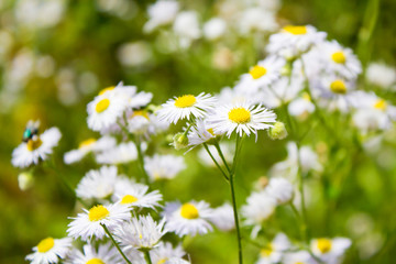 Fototapeta premium Feinstrahl (Erigeron annuus), Weißes Berufskraut, Heilkraut, Wi