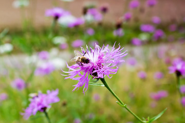 Wiesen-Flockenblume (Centaurea jacea), violett, lila, Wiese, Blu