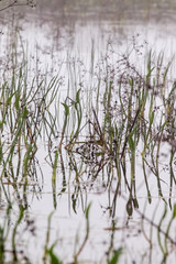 Obraz premium rain ponds