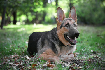 Cute german shepherd dog lying in forest