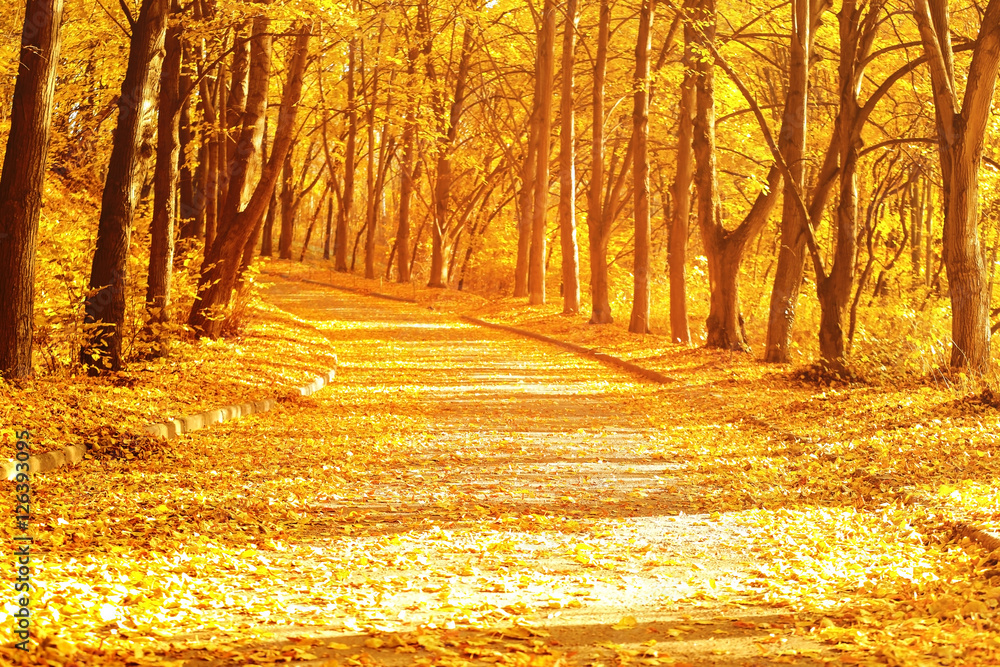 Canvas Prints Beautiful autumn park background