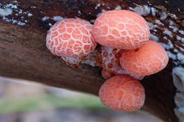 Four Wrinkled peach fungus on a branch