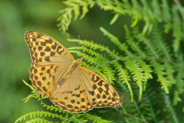  Silver-Washed-fritillary female butterfly