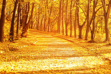 Beautiful autumn park background