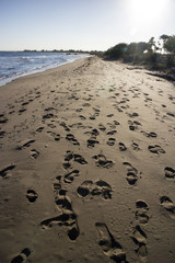 human and dog footprints in sand on beach