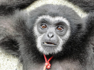 black monkey in zoo