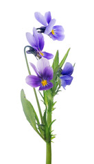 four isolated pansy lilac blooms on stem