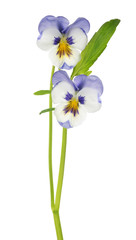two pansy white and lilac bloom on stem